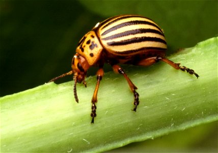 Image title: Colorado potato beetle leptinotarsa decemlineata insect
Image from Public domain images website, http://www.public-domain-image.com/full-image/fauna-animals-public-domain-images-pictures/