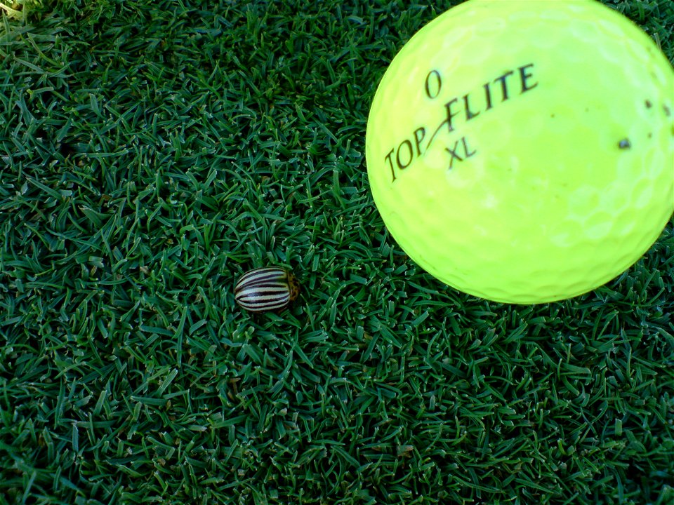 Little colorado potato beetle on the putting green of a golf course near Bamberg/Germany