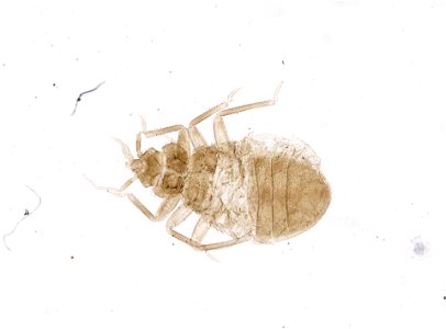 PRESERVED_SPECIMEN; ; ; microslide; ; IZ number 93667; lot count 1; Microslide 01, balsam, whole mount; other number P9.611;