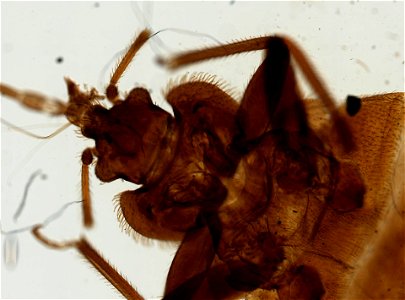 PRESERVED_SPECIMEN; ; ; microslide; ; IZ number 93666; lot count 1; Microslide 01, balsam, whole mount; other number P9.611;