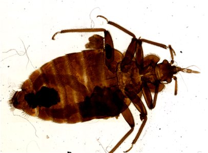 PRESERVED_SPECIMEN; ; ; microslide; ; IZ number 93668; lot count 1; Microslide 01, balsam, whole mount; other number P9.611;
