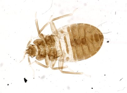 PRESERVED_SPECIMEN; ; ; microslide; ; IZ number 93678; lot count 1; Microslide 01, balsam, whole mount; other number P9.611;