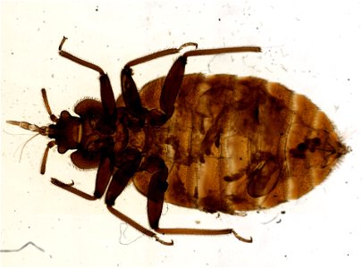PRESERVED_SPECIMEN; ; ; microslide; ; IZ number 93679; lot count 1; Microslide 01, balsam, whole mount; other number P9.611;