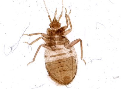PRESERVED_SPECIMEN; ; ; microslide; ; IZ number 93683; lot count 1; Microslide 01, balsam, whole mount;