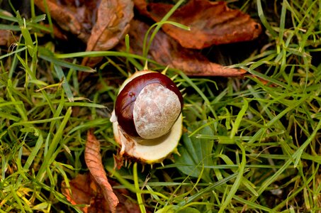 Autumn nature brown photo