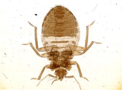 PRESERVED_SPECIMEN; ; ; microslide; ; IZ number 93688; lot count 1; Microslide 01, balsam, whole mount;
