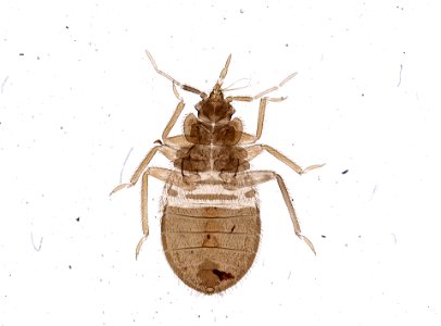 PRESERVED_SPECIMEN; ; ; microslide; ; IZ number 93690; lot count 1; Microslide 01, balsam, whole mount;
