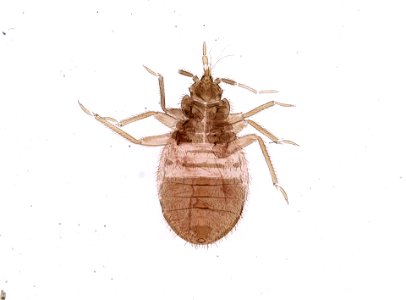 PRESERVED_SPECIMEN; ; ; microslide; ; IZ number 93689; lot count 1; Microslide 01, balsam, whole mount;