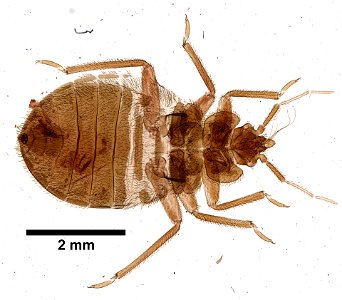 PRESERVED_SPECIMEN; FEMALE; ; microslide; ; IZ number 99569; lot count 1; Microslide 01, balsam, whole mount; female; photo