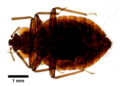 PRESERVED_SPECIMEN; FEMALE; ; microslide; ; IZ number 99579; lot count 1; Microslide 01, balsam, whole mount; female; photo