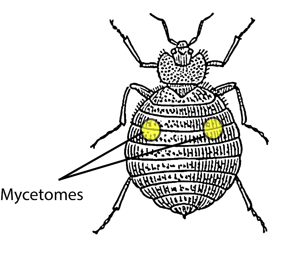 Location of the two mycetomes in the body of an adult Cimex lectularius