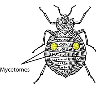 Location of the two mycetomes in the body of an adult Cimex lectularius photo