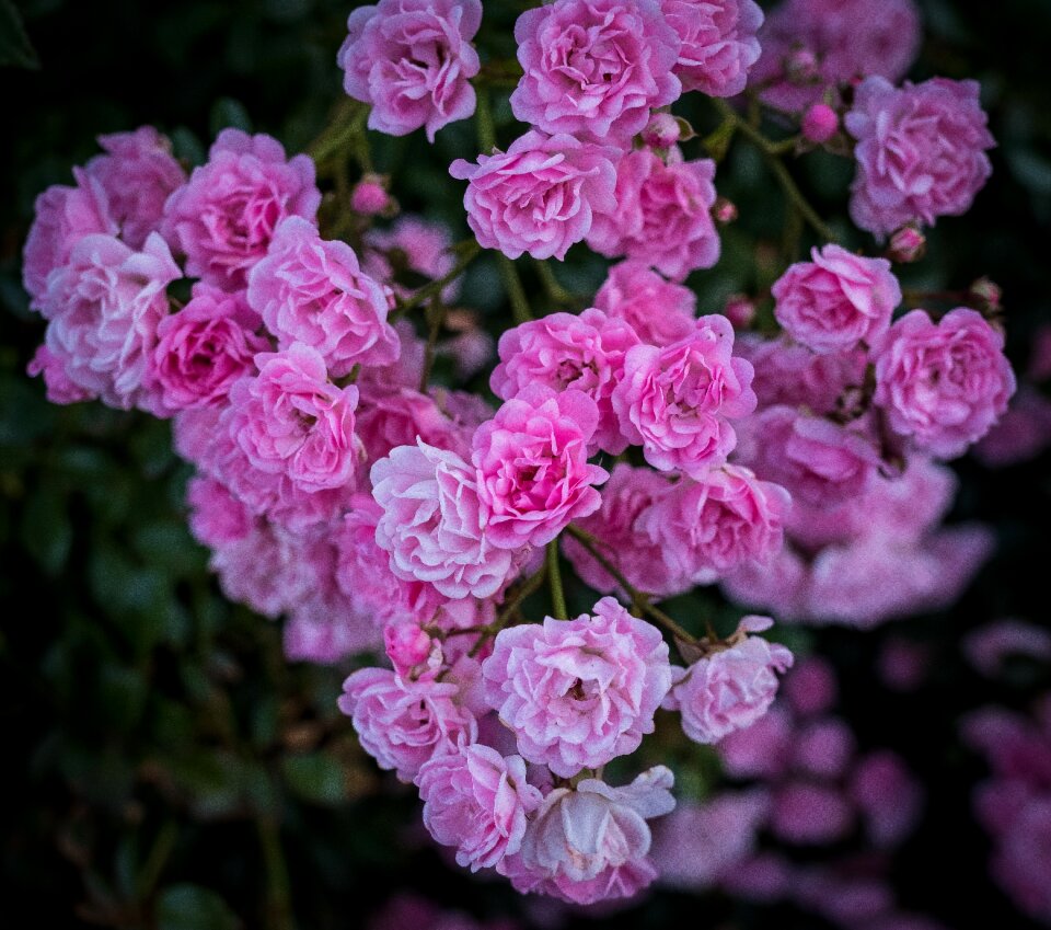 Pink flower bloom