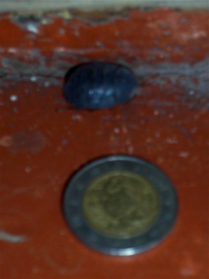 Young Blatta orientalis photographed in Tbilisi (Georgia). To compare the size, a coin (~2.5 cm) is added. The same animal is also photographed in Assel Georgien 2.jpg