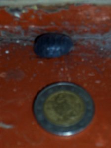 Young Blatta orientalis photographed in Tbilisi (Georgia). To compare the size, a coin (~2.5 cm) is added. The same animal is also photographed in Assel Georgien 2.jpg