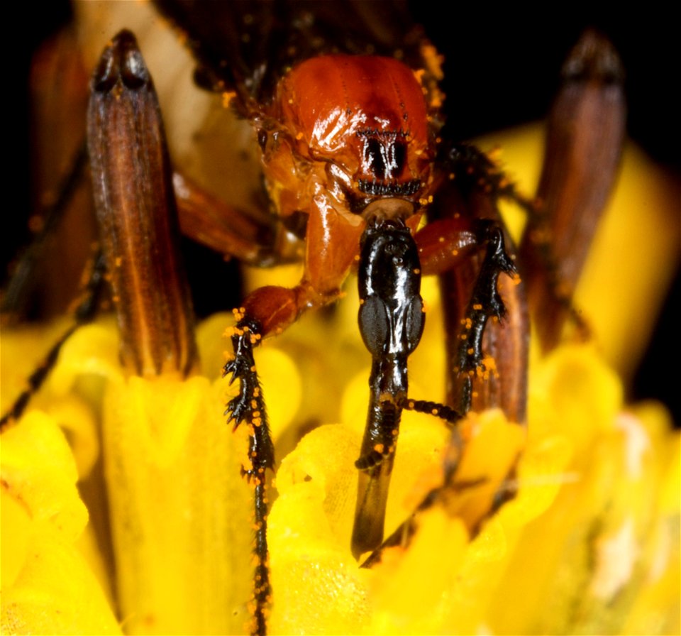 Portrait of a lovebug (Plecia nearctica) feeding off a flower. It was photographed in Nicaragua.