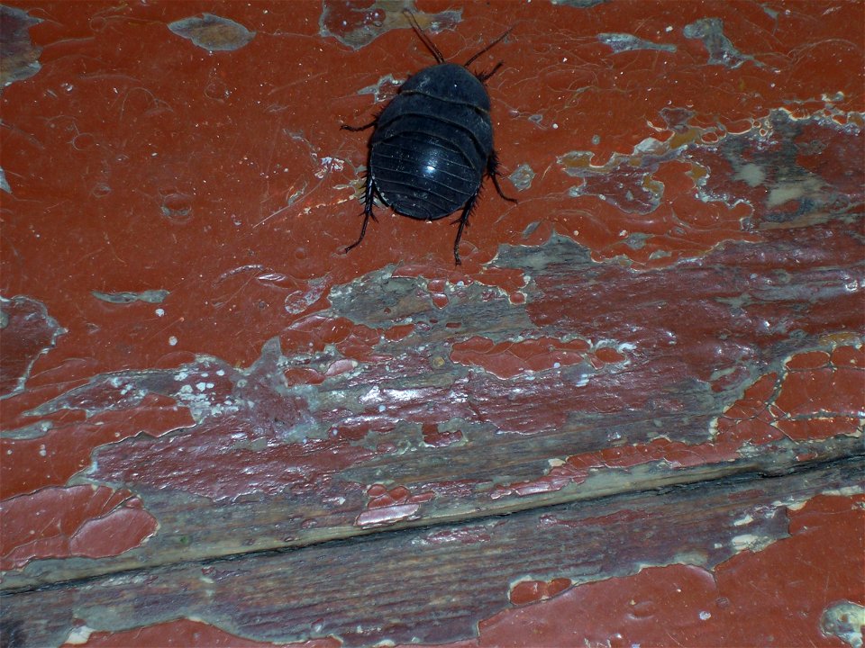 A young Blatta orientalis, photographed in Tbilissi (Georgia)