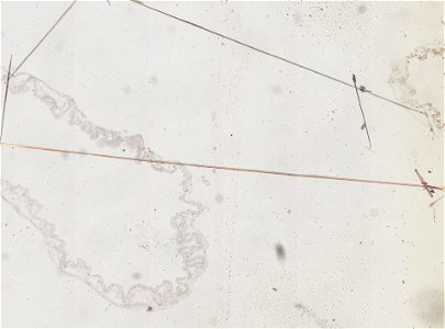 PRESERVED_SPECIMEN; ; ; microslide; ; IZ number 98918; lot count 1; Microslide 01, balsam, alimentary canal, serial section;