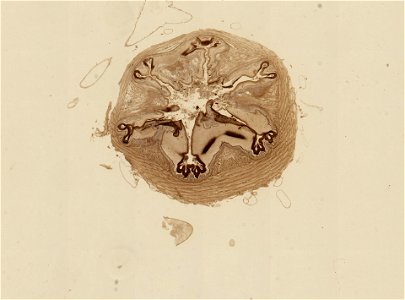 PRESERVED_SPECIMEN; ; ; microslide; ; IZ number 98925; lot count 1; Microslide 01, balsam, alimentary canal, serial section;