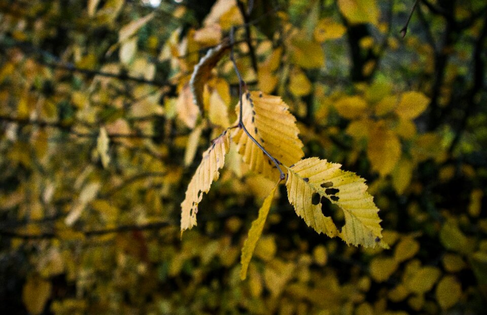 Fall leaves fall color golden