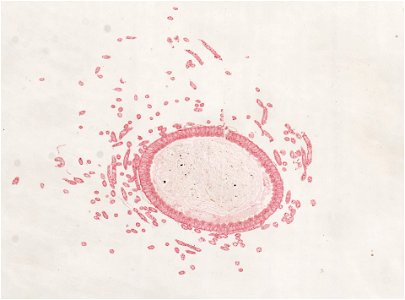 PRESERVED_SPECIMEN; ; ; microslide; ; IZ number 98945; lot count 1; Microslide 01, balsam, alimentary canal, serial section;