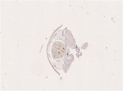 PRESERVED_SPECIMEN; FEMALE; ; microslide; ; IZ number 98949; lot count 1; Microslide 01, balsam, alimentary canal, serial section; Microslide 02, balsam, alimentary canal, serial section; Mi