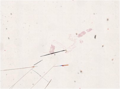 PRESERVED_SPECIMEN; FEMALE; ; microslide; ; IZ number 98950; lot count 1; Microslide 01, balsam, salivary gland; female;