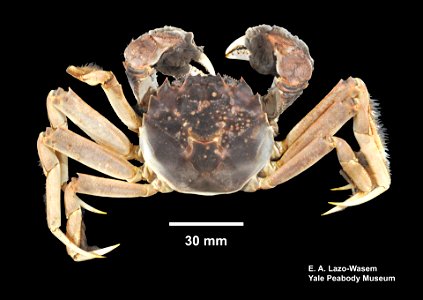 PRESERVED_SPECIMEN; ; frozen->70% alc.; HYPOTYPE. See: Hudson, David M., et al. 2019. First record of introduction of Metacarcinus magister Dana, 1852 (Crustacea: Decapoda: Cancridae) and rang