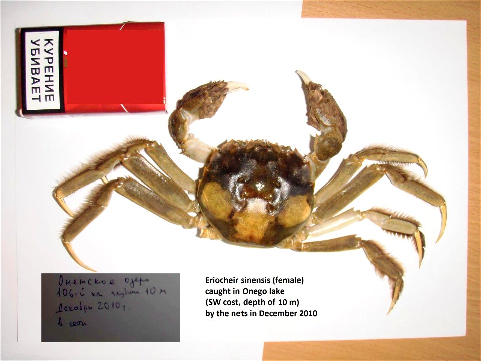 Female of Chinese mitten crab caught in Onego lake by the network in December 2010