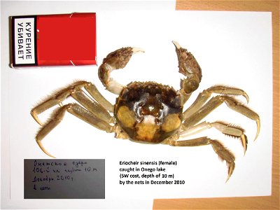 Female of Chinese mitten crab caught in Onego lake by the network in December 2010