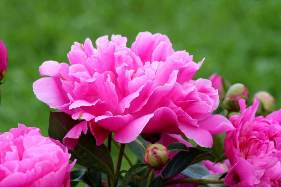 Button flower spring