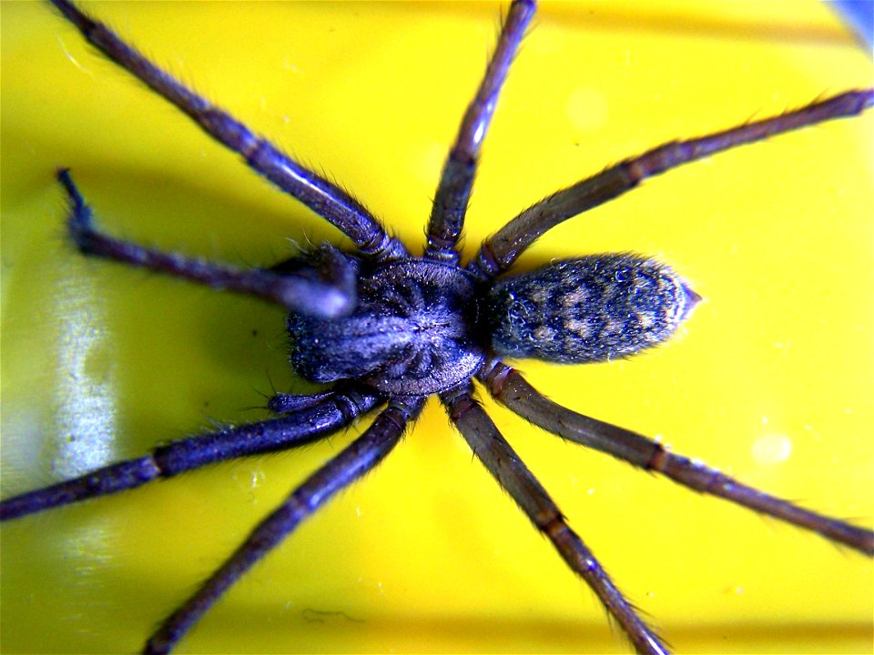 Tegenaria domestica