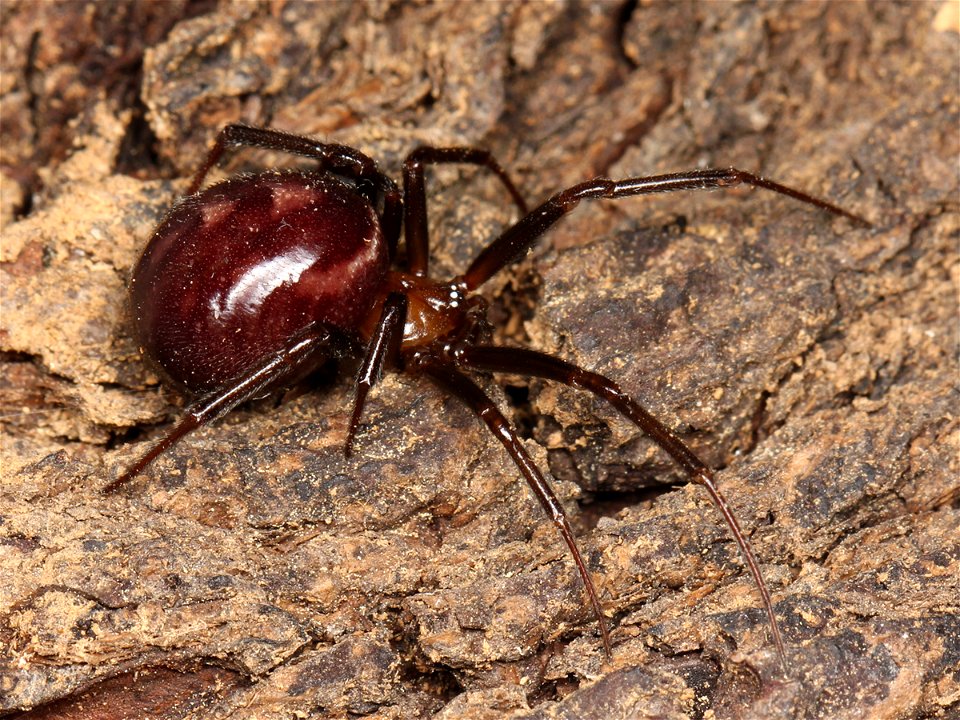Adult female false black widow (Steatoda grossa) found at Mare Island, California