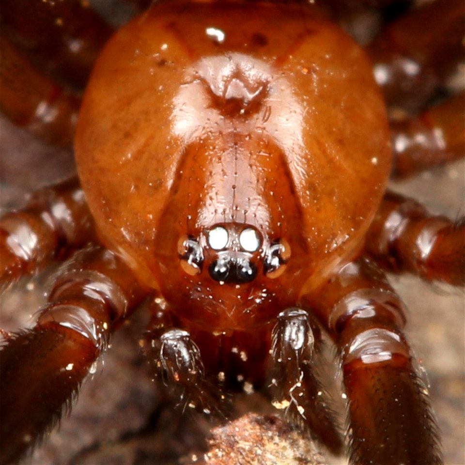 Carapace of adult female false black widow (Steatoda grossa) found at Mare Island, California
