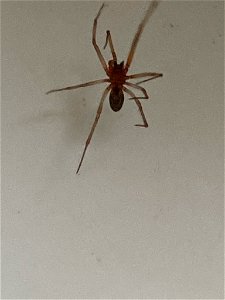 False Black Widow (Steatoda grossa)
