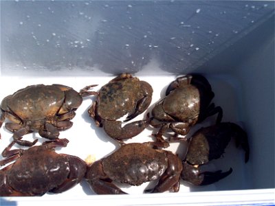 Stone crabs in cooler