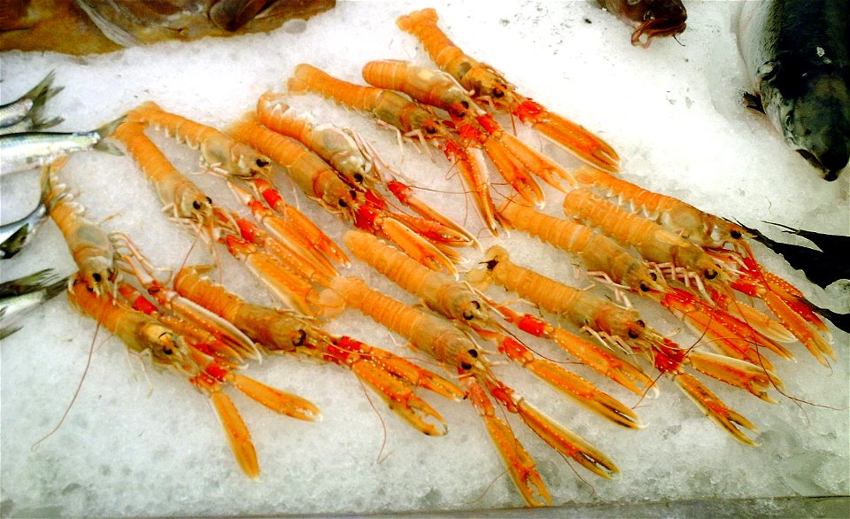 Norway lobsters (Nephrops norvegicus)