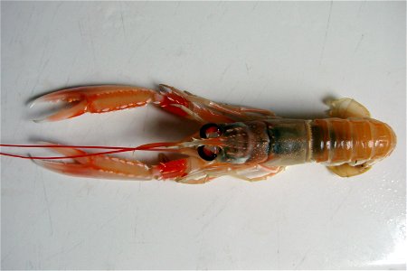 Living Norway lobster (Nephrops norvegicus).