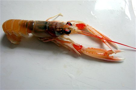 Living Norway lobster (Nephrops norvegicus).