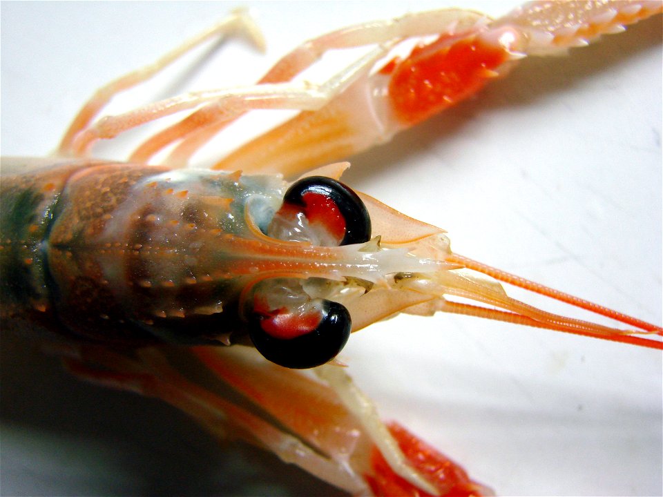 Head of a living Norway lobster (Nephrops norvegicus).