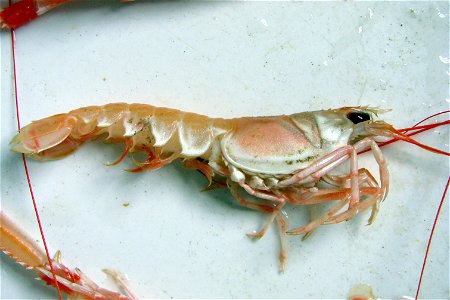 Living Norway lobster (Nephrops norvegicus).