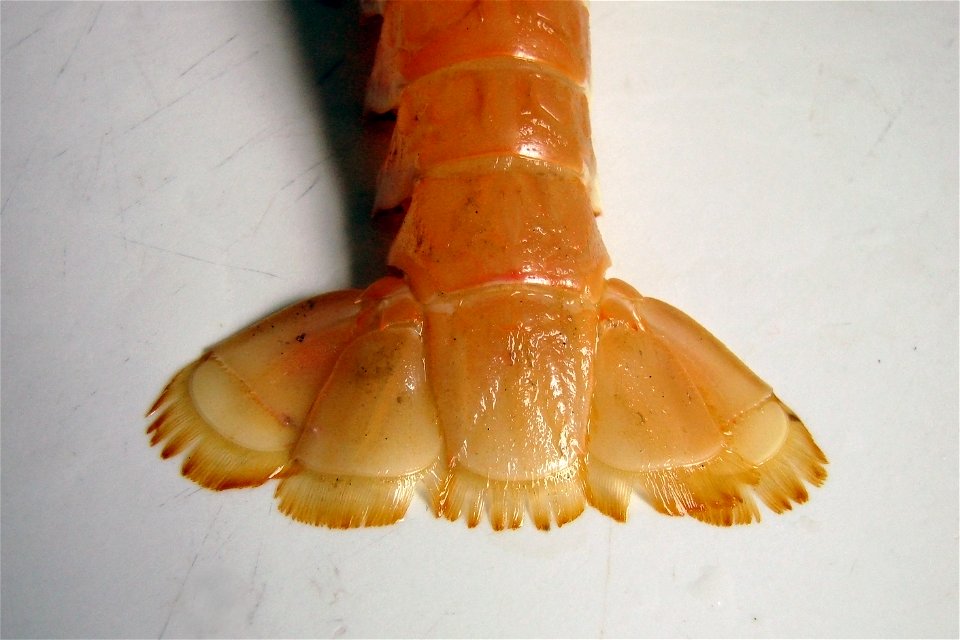 Tail of a living Norway lobster (Nephrops norvegicus).
