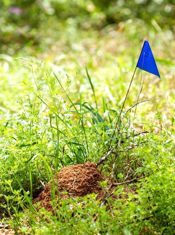 A Solenopsis invicta fire ant mound is marked for research at Brackenridge Field Laboratory, Austin, Texas, USA.