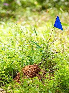 A Solenopsis invicta fire ant mound is marked for research at Brackenridge Field Laboratory, Austin, Texas, USA.