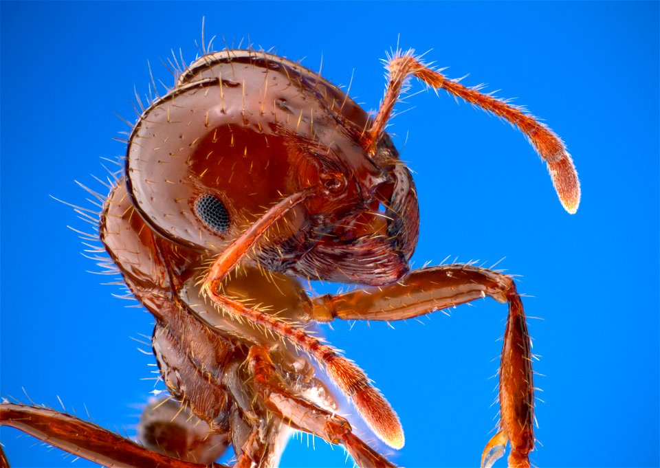Portrait of a red imported fire ant, Solenopsis invicta.