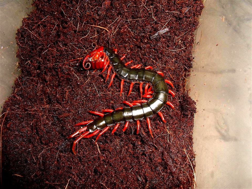 Scolopendra subspinipes mutilans 
The Chinese Red-headed Centipede.
Individuals from Japan.
Length of the captive population of about 12cm. That cockroach prey.

This individual is an orange head and 