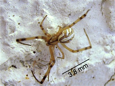 Latrodectus hesperus (Western Black Widow Spider) Immature Male