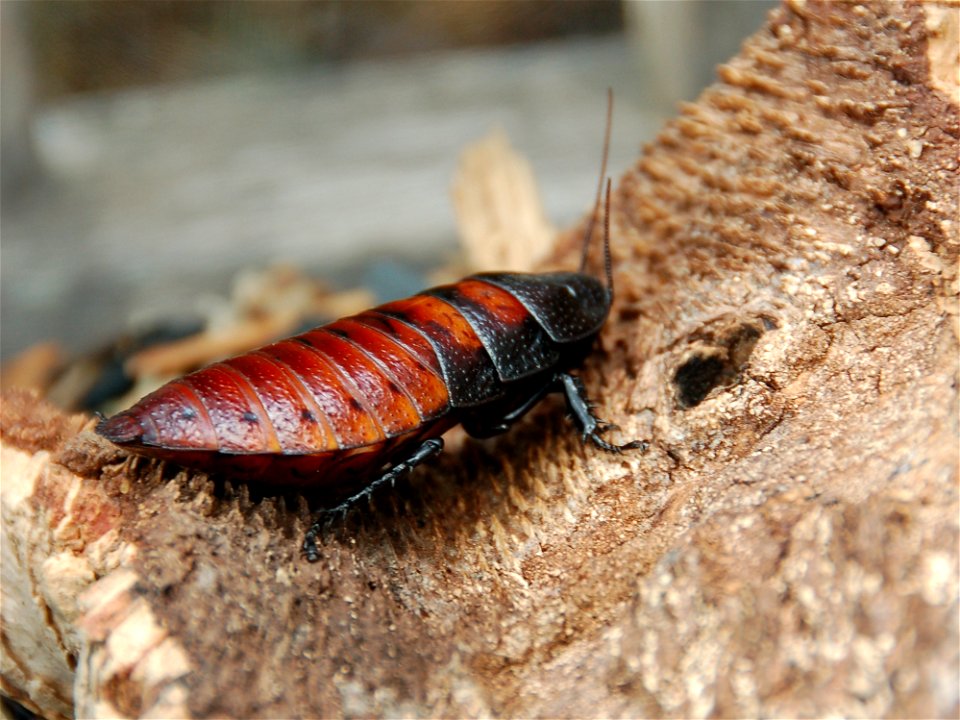 Juvenile, Madagascar hissing cockroach at the Atlanta Botanical Garden.  Taken 9/23/2007.