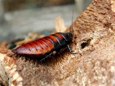 Juvenile, Madagascar hissing cockroach at the Atlanta Botanical Garden.  Taken 9/23/2007.