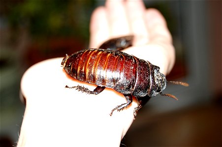 Madagaskaro tarakonas.